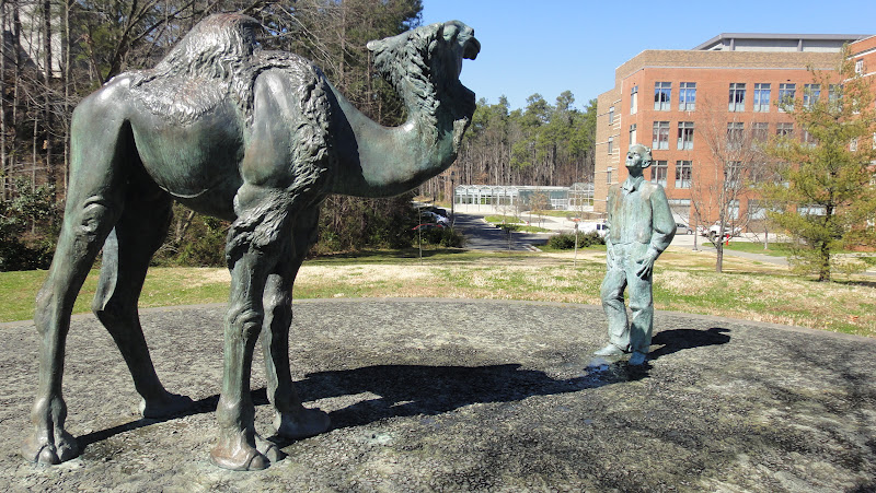 A bronze statue of Duke biologist Knut Schmidt-Nielsen gazing upon a camel