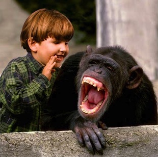 Laughing Chimp